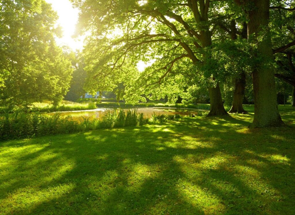 Nature